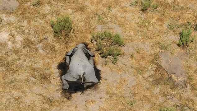 博茨瓦纳数百头大象神秘死亡 到底是什么状况？