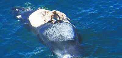 海面发现巨大鲸鱼尸体 众人上前查看后胆颤心惊