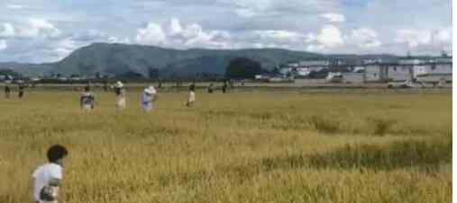 大理网红稻田被游客踩出坑 糟蹋了已经成熟的稻谷