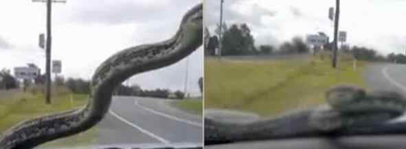 五口之家行驶途中眼前突然爬出一条蟒蛇 恐怖一幕被拍下