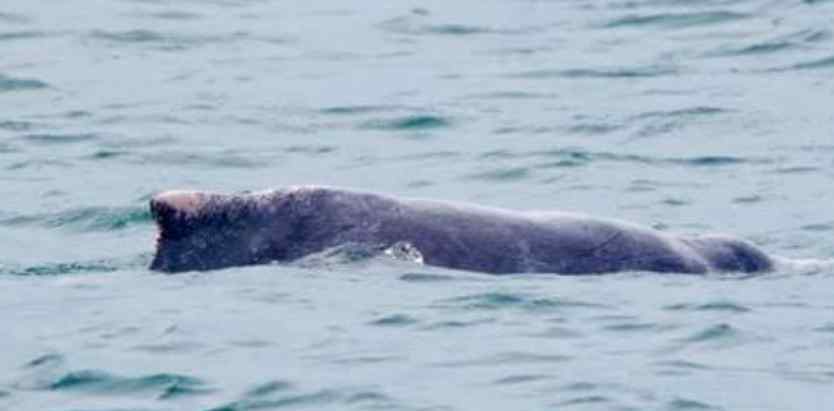 新加坡南部海域发现粉红色海豚 粉红色海豚代表什么