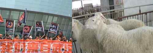 12000只羊加工后正运往武汉 现场画面很是壮观