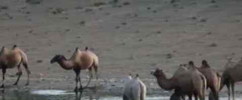 甘肃发现首例白化野骆驼 它长什么样有什么特点