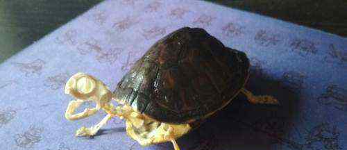 武汉大学生时隔8个月返校发现乌龟变龟壳标本