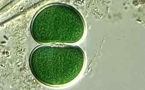 水藻 绚丽多姿的水藻世界---常见藻类及图谱