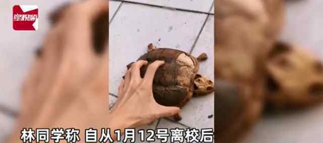 武汉大学生返校发现乌龟变龟壳 乌龟干死了只剩下骨架