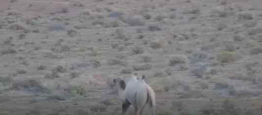 甘肃发现首例白化野骆驼 它长什么样有什么特点