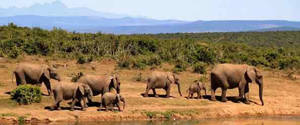 博茨瓦纳数百头大象神秘死亡 已排除中毒和偷猎原因