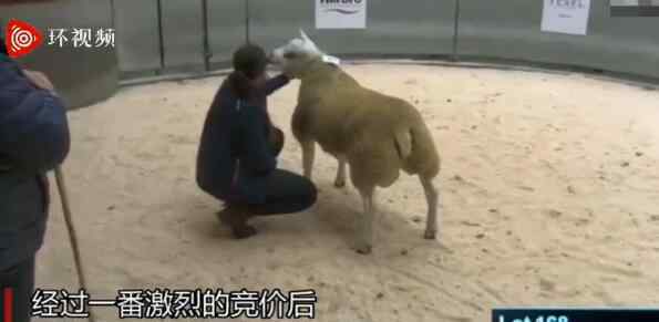 世界上最贵的羊332万元成交 为什么这么贵有何特殊