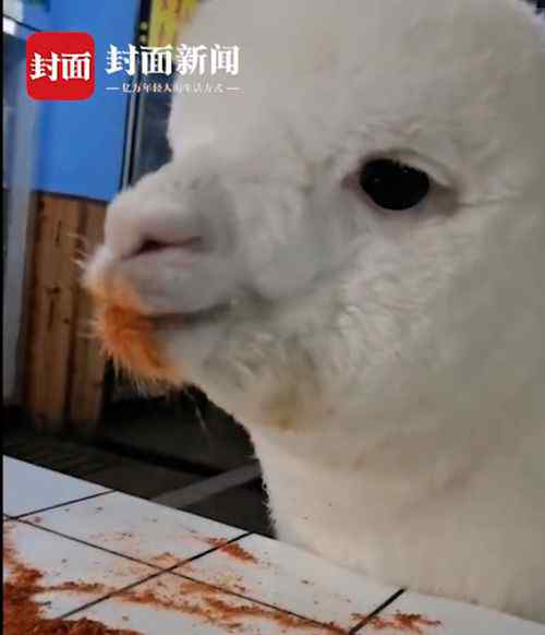 重庆女孩养的羊驼偷吃辣椒面 还爱吃芥末洋葱大蒜…… 到底什么情况呢？