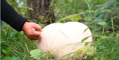 村民雨后进山发现巨型蘑菇通体雪白 专家的话让人眼前一亮