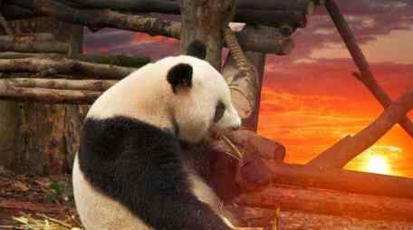 大熊猫雷雷癫痫发作去世 具体是怎么回事