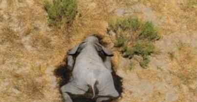 津巴布韦再现大象神秘死亡 是什么原因导致
