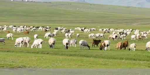 实拍蒙古国牧场捐赠给中国的羊 网友：还长肥了