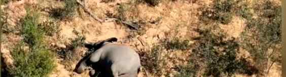 博茨瓦纳数百头大象神秘死亡 已排除中毒和偷猎原因