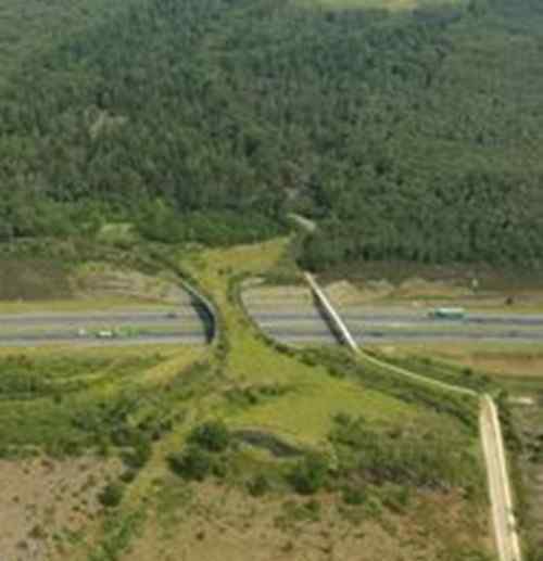 巴西为野生动物安全过马路 建设过街天桥