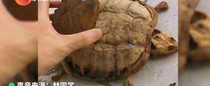 武汉大学生返校发现乌龟变龟壳 只剩下了骨架