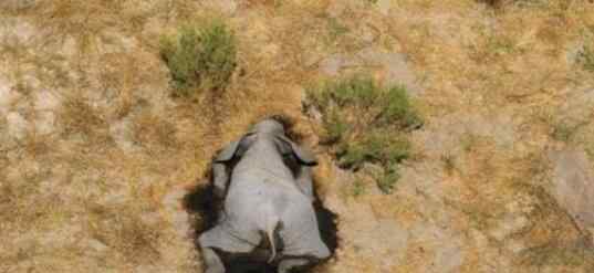 津巴布韦再现大象神秘死亡 死亡原因查出来了吗
