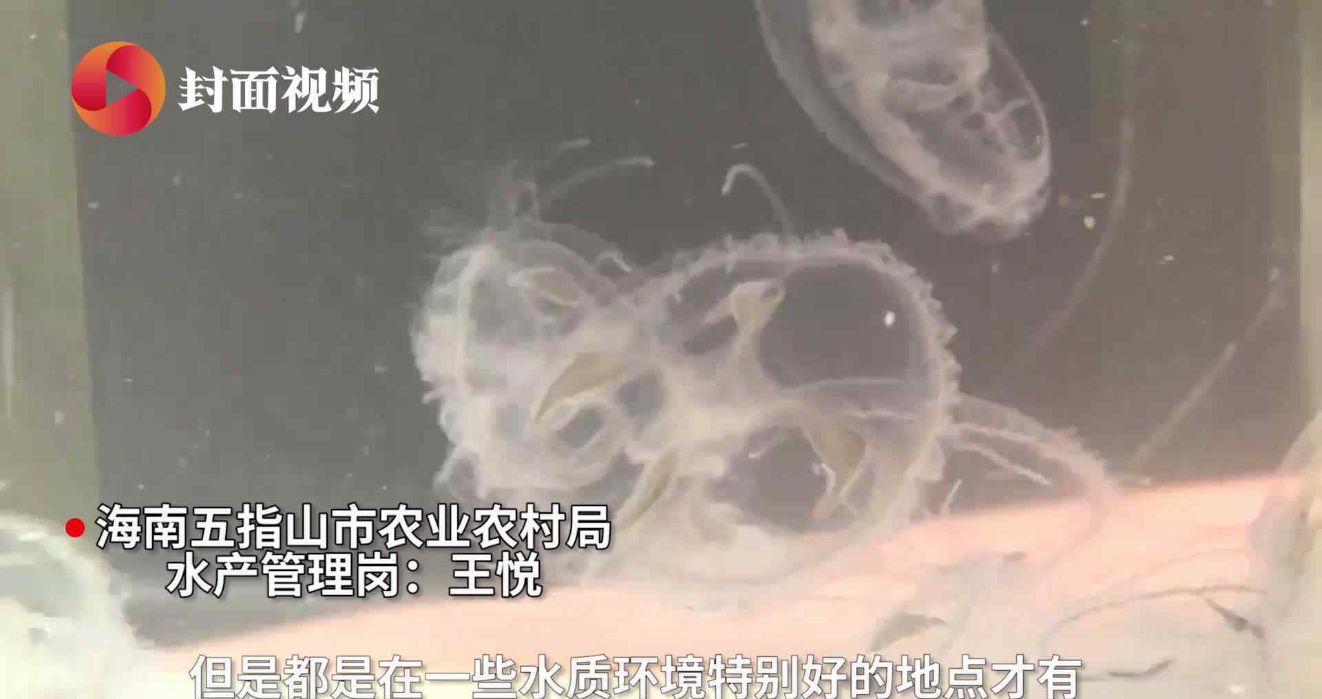 海南农家水井出现大量桃花水母 现场画面曝光为世界级濒危物种