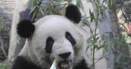 北京动物园网红大熊猫突然头秃 网友：熬夜脱发吗