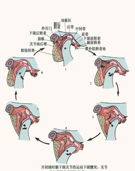 颞颌关节紊乱脸歪图片 嚼东西疼痛，大小脸，面部不对称？你是颞颌关节紊乱了