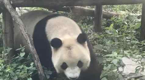 北京动物园网红大熊猫突然头秃 网友：熬夜脱发吗