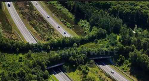 巴西为野生动物安全过马路 建设过街天桥