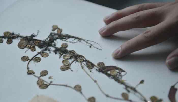 西藏发现隐世百年植物贝叶芒毛苣苔 画面曝光