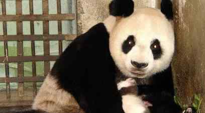 大熊猫雷雷癫痫发作去世 具体是怎么回事