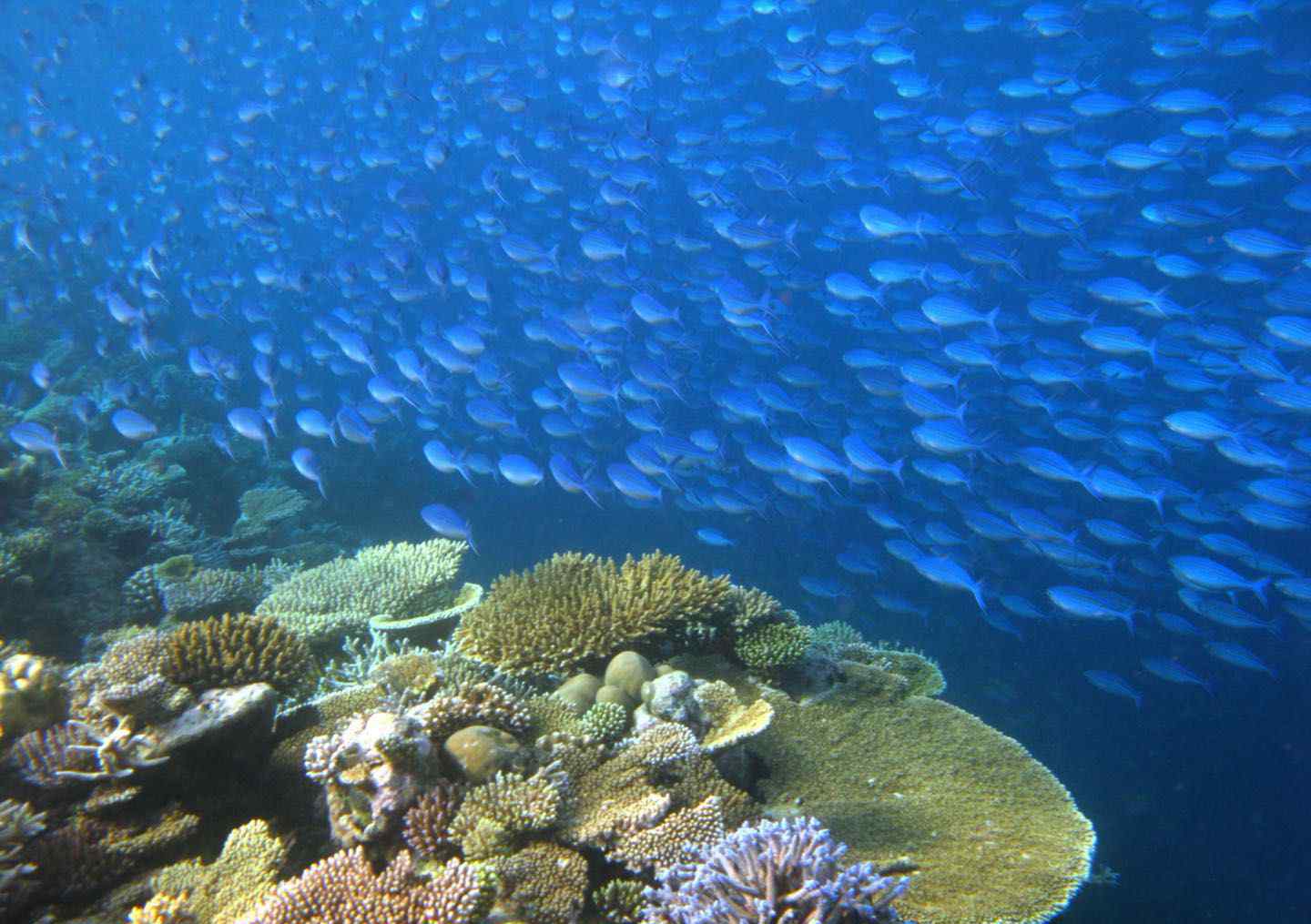 海岛度假潜水“海底交规”多 严禁游客带走沙子、贝壳