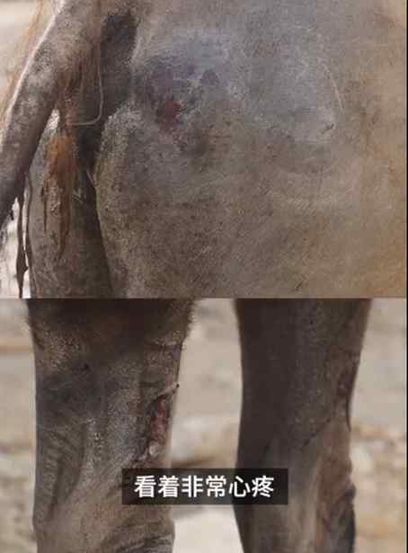 年迈骆驼被卖后独行100公里回家 跋山涉水满身伤痕