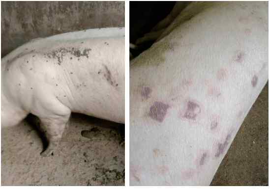 丹毒的症状图片 爱农案例：一例疹斑初期的猪丹毒的病例分析