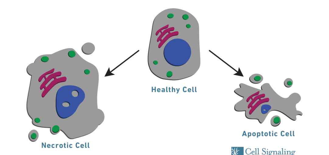 刃天青 什么是细胞活性？学习4种常见检测方法