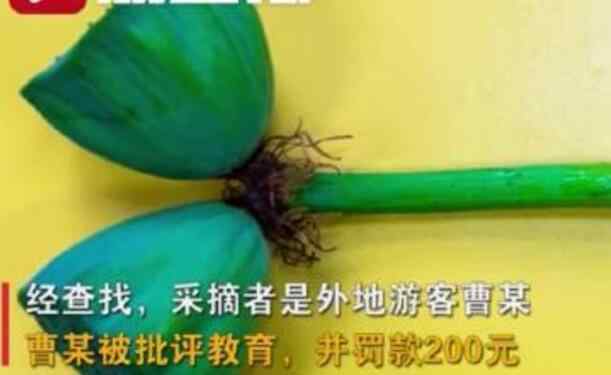 南京玄武湖并蒂莲被游客摘下 并蒂莲有多罕见