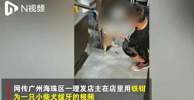 男子用铁钳给柴犬拔牙 回应理直气壮 网友炸锅