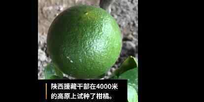柑橘在西藏阿里地区开花结果 属于国内首例