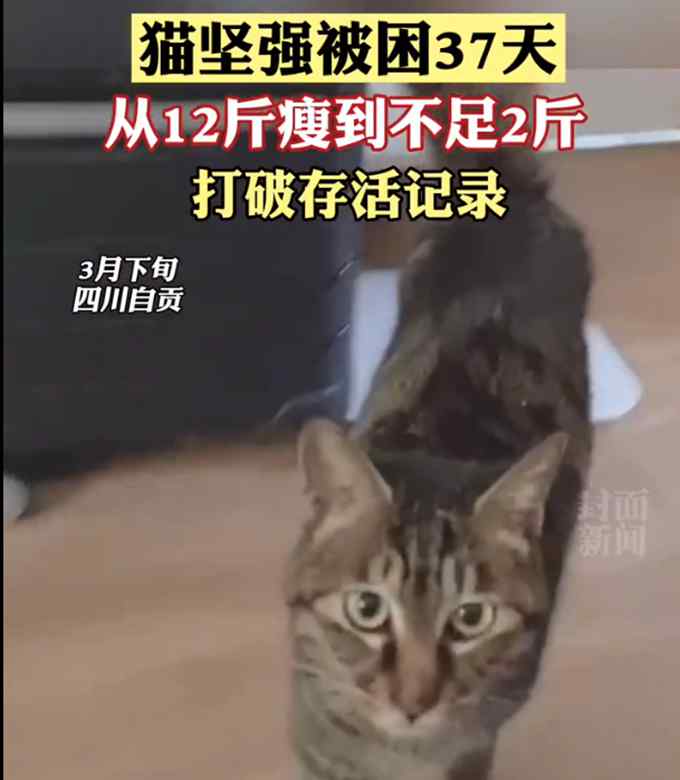 “猫坚强”！猫咪被困37天获救破存活记录 瘦到不足2斤