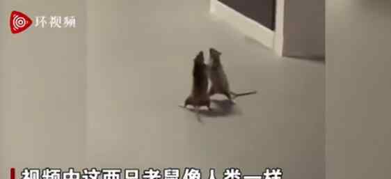 两只老鼠站立互殴一旁猫咪被吓傻 我是谁
