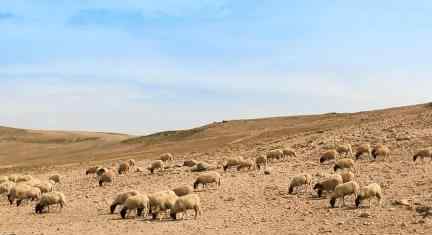 禁止从葡萄牙输入羊及其相关产品 发生了什么