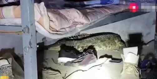 家中床下突现1米多长鳄鱼 与工作人员一番“恶斗”