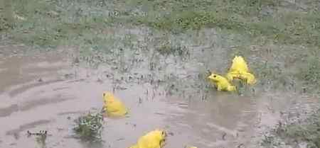 积水农田里出现大群亮黄色青蛙 罕见现场引众人围观