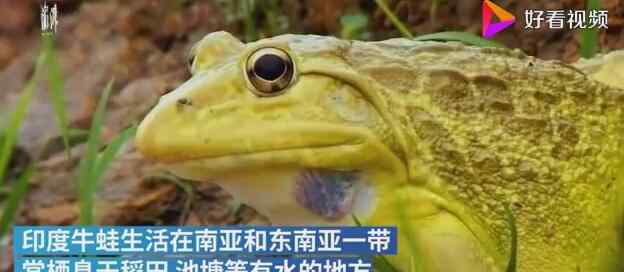 印度水塘出现黄色青蛙 这种颜色的青蛙是变异了吗