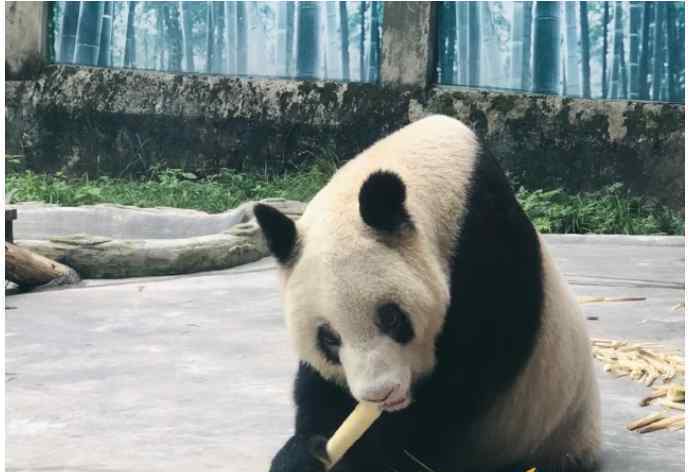 世上现存最年长熊猫迎38岁生日 具体是啥情况?