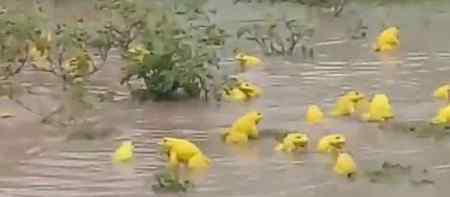 积水农田里出现大群亮黄色青蛙 罕见现场引众人围观