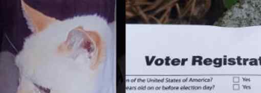 去世12年的猫收到选民登记表 为何会人畜不分