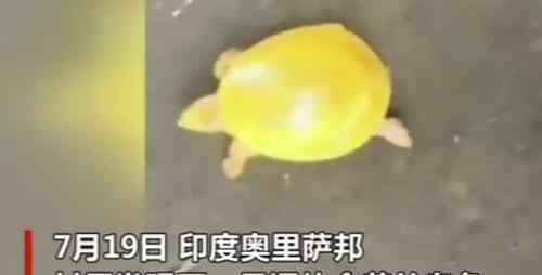 印度渔民发现金色乌龟什么情况 什么原因导致是金色的