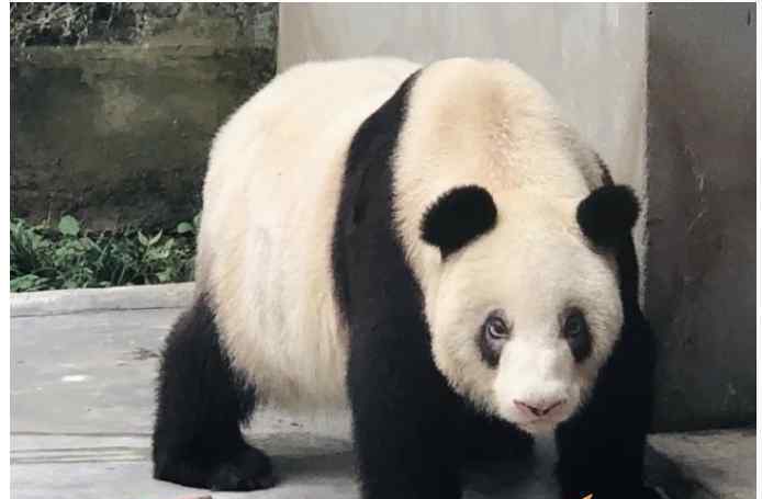 世上现存最年长熊猫迎38岁生日 具体是啥情况?