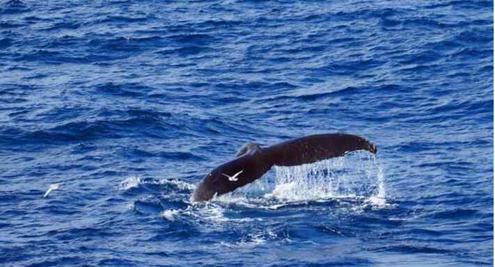 澳女子被鲸鱼一尾巴拍断肋骨 与鲸同游项目介绍