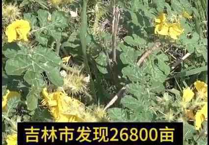 吉林现26800亩外来入侵物种 入侵物种叫什么有什么危害