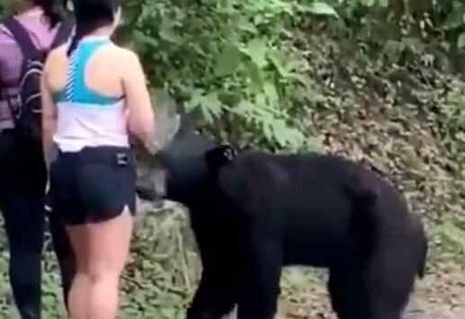 曾嗅女游客的黑熊又抱女子大腿 黑熊是不是忘了喝孟婆汤